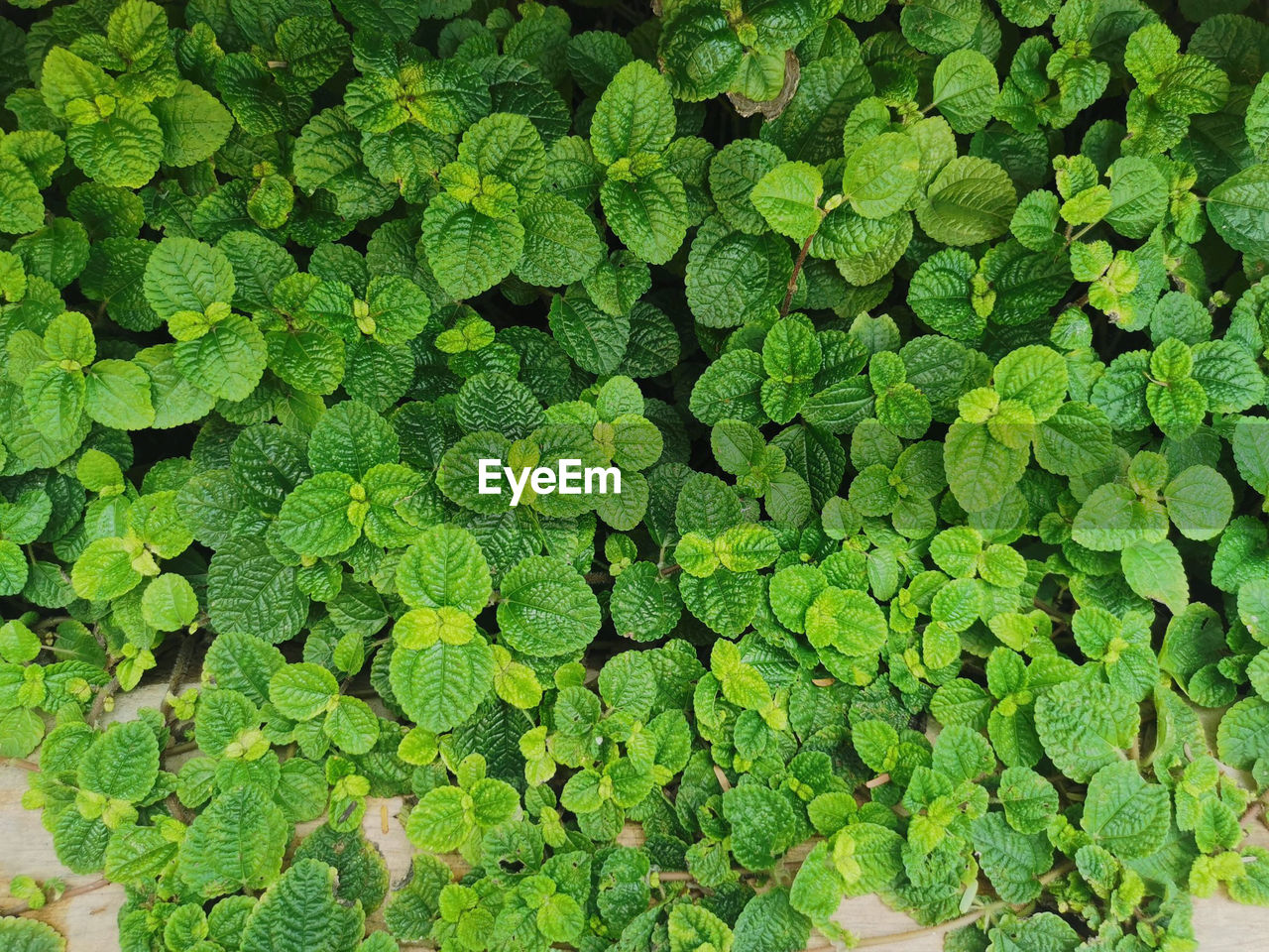 Full frame shot of fresh green leaves