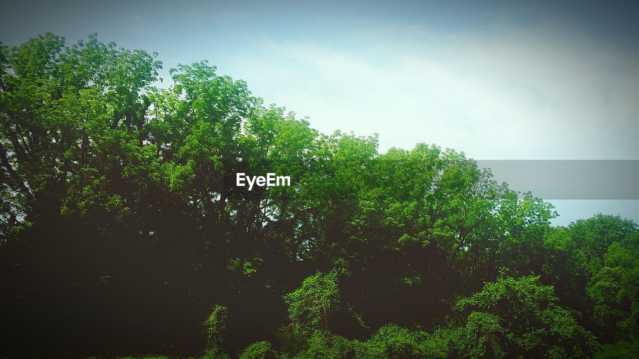 LOW ANGLE VIEW OF TREES AGAINST SKY