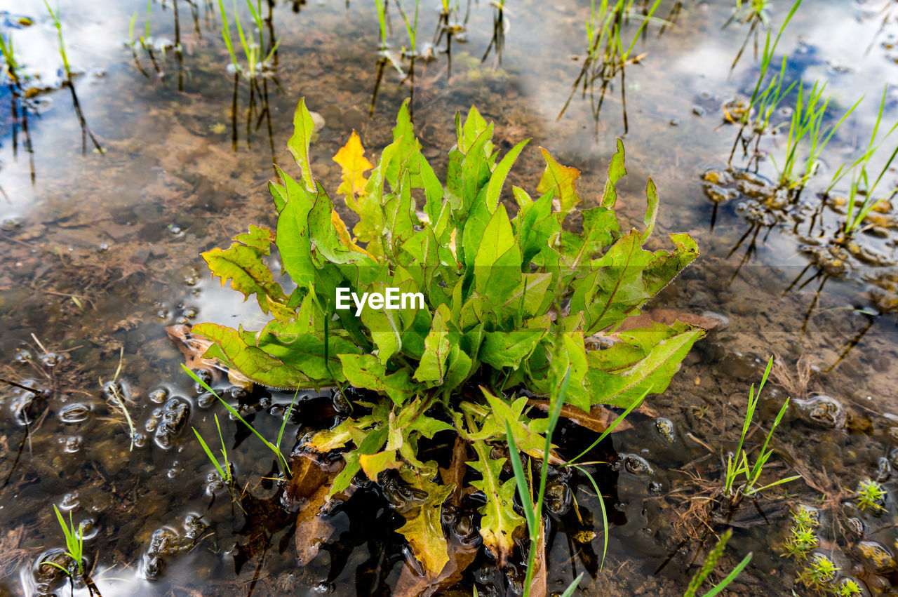 HIGH ANGLE VIEW OF PLANTS GROWING ON LAND