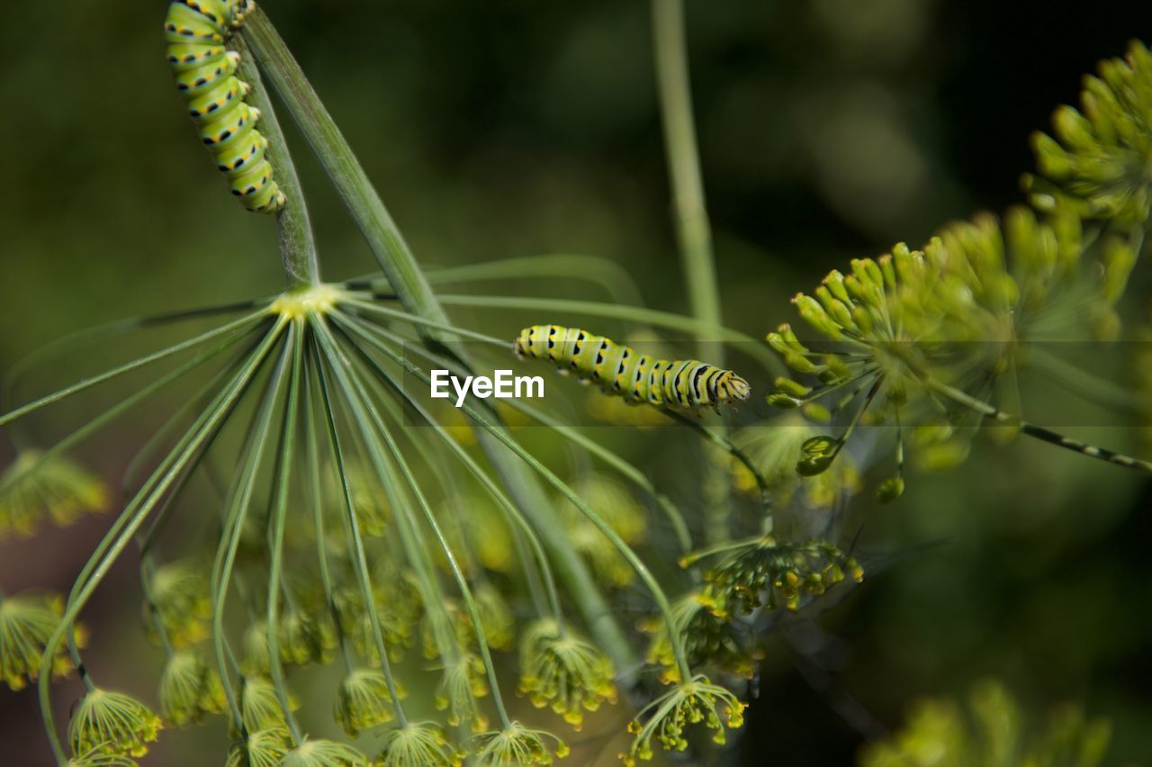 Caterpillars eating dill plant