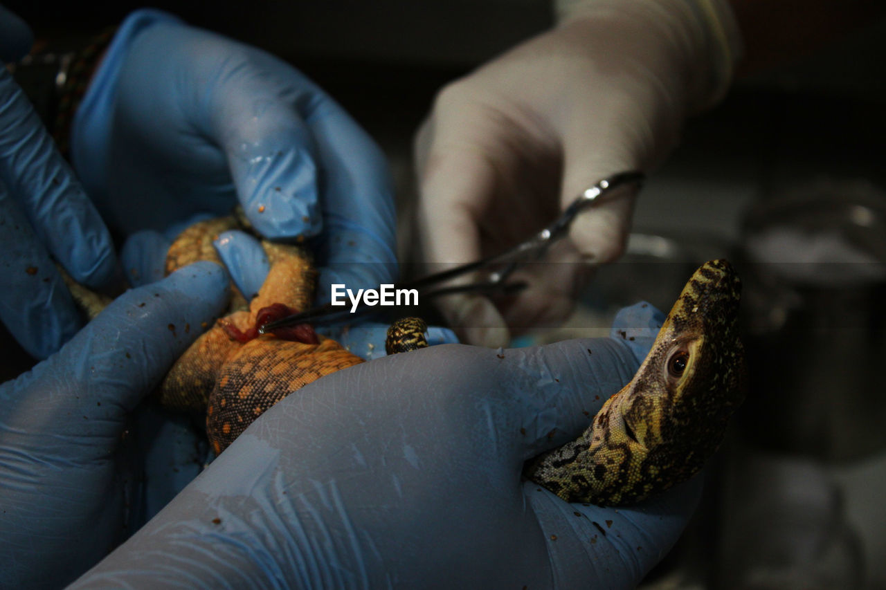 Cropped hands of surgeons operating lizard