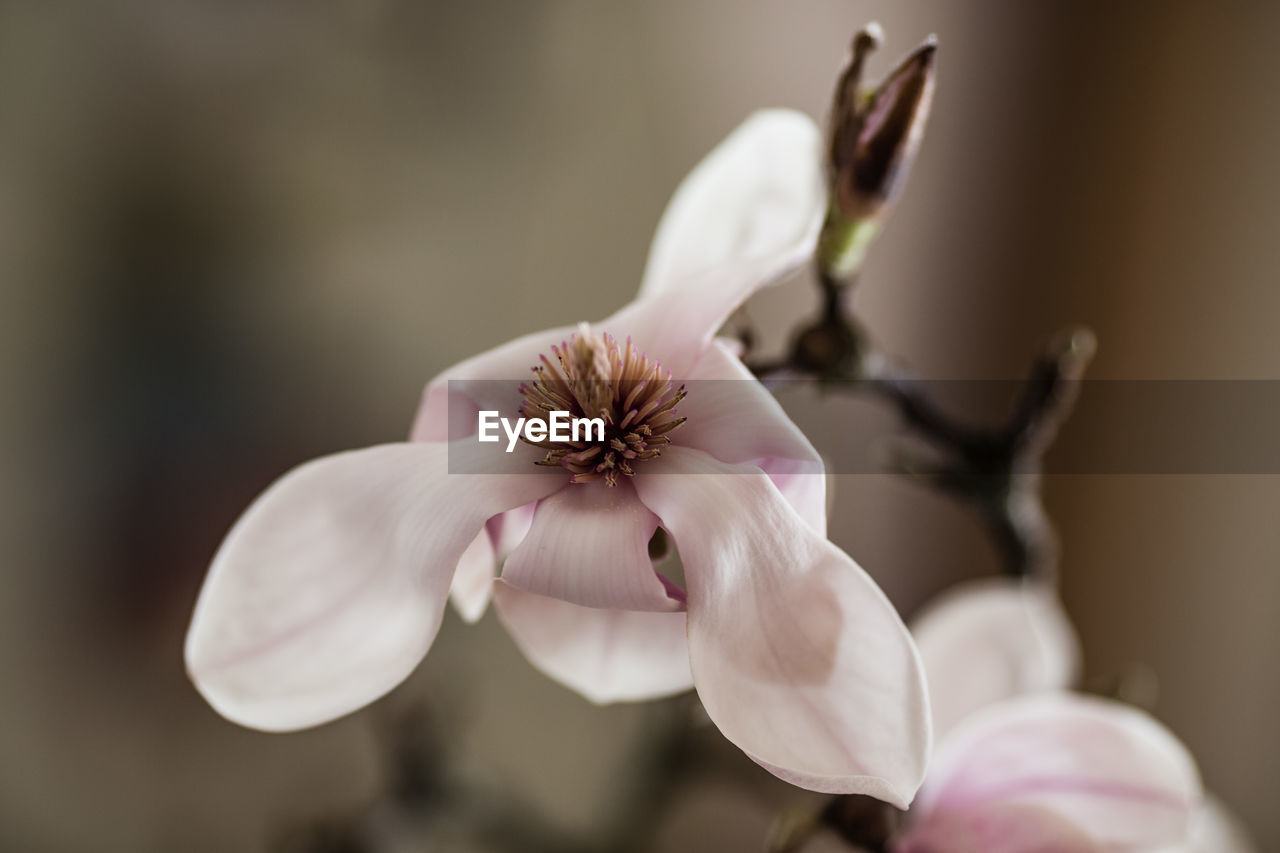 Close-up of pink flower growing on plant