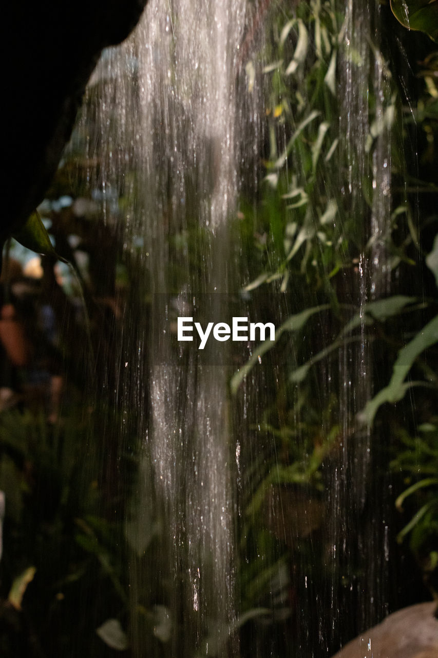 CLOSE-UP OF WET PLANT IN FOREST