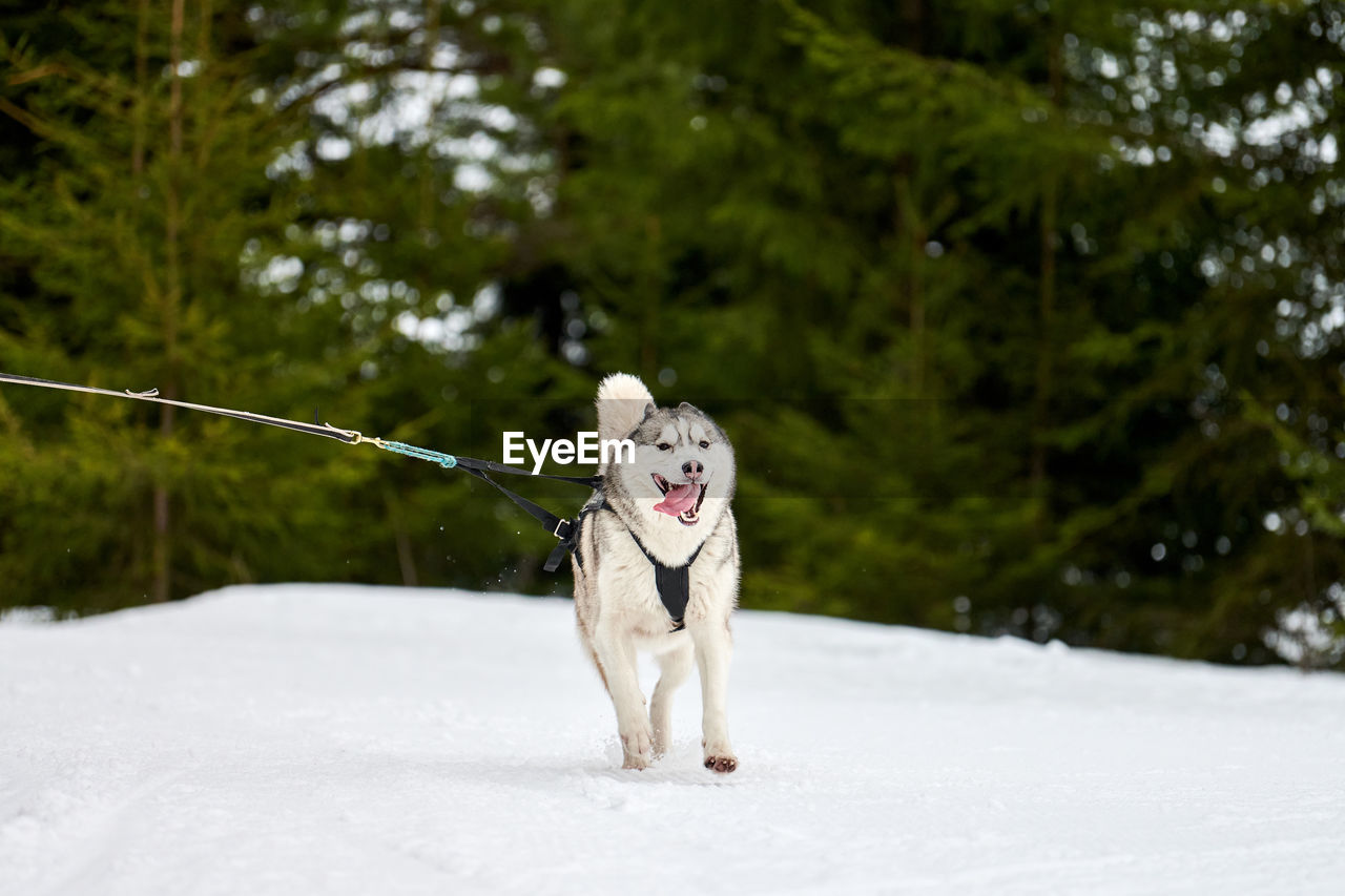 Running husky dog on sled dog racing. winter dog sport sled team competition. siberian husky dog