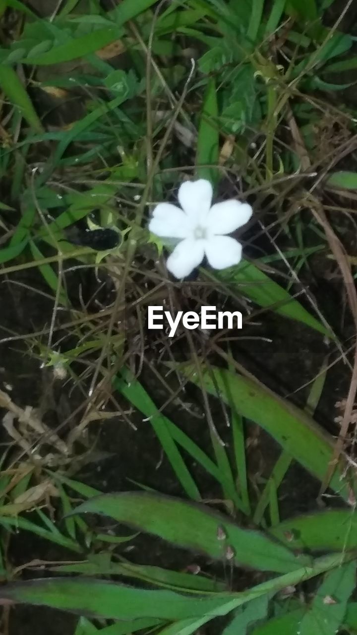 CLOSE-UP OF WHITE FLOWER BLOOMING ON FIELD