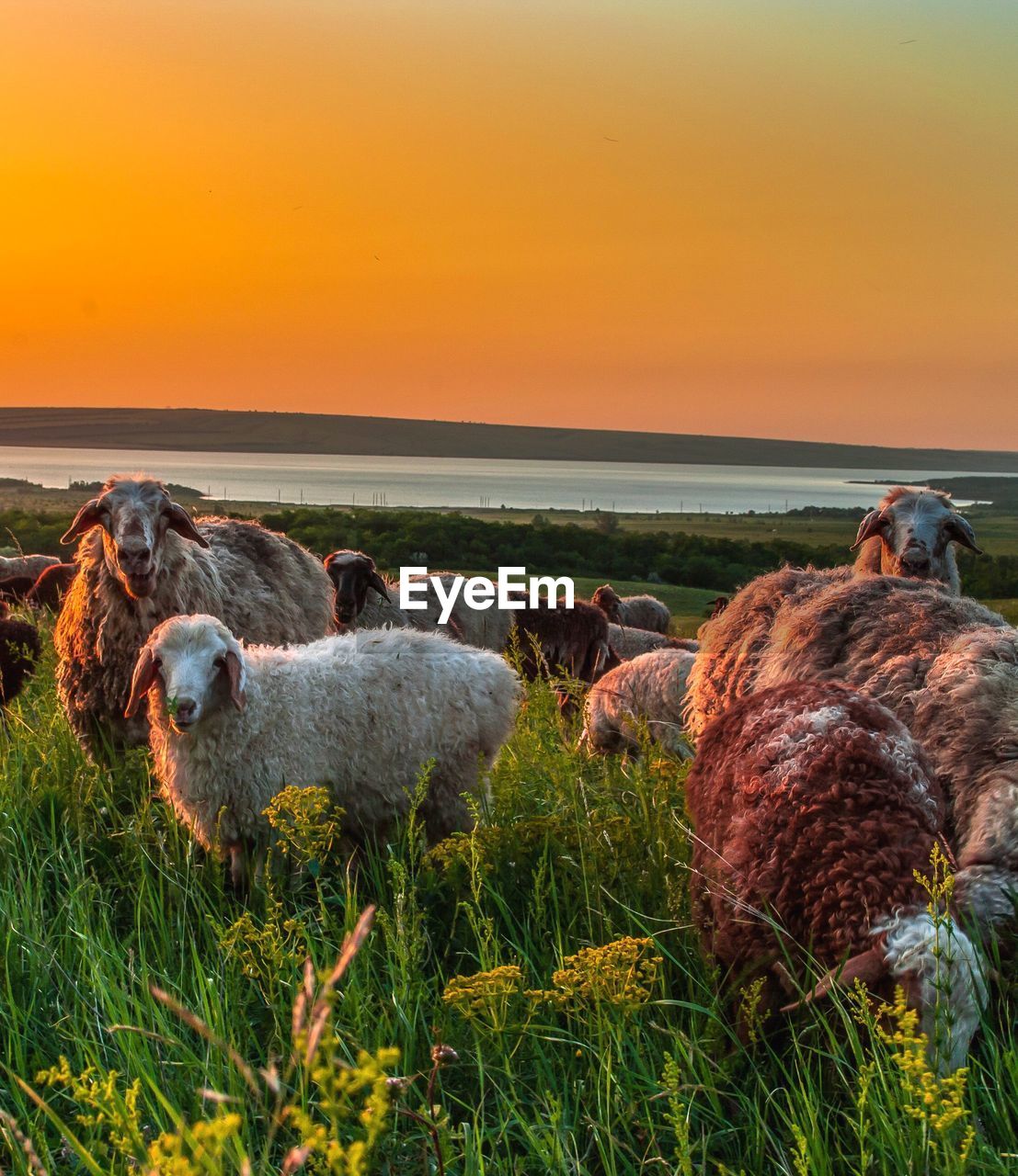 Flock of sheep on ground