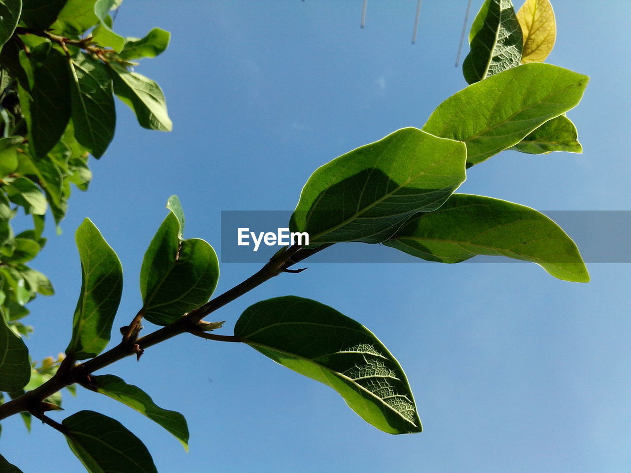 LOW ANGLE VIEW OF TREES