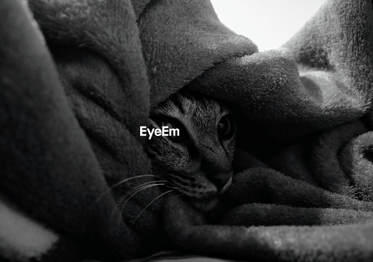 CLOSE-UP PORTRAIT OF A CAT ON BLANKET