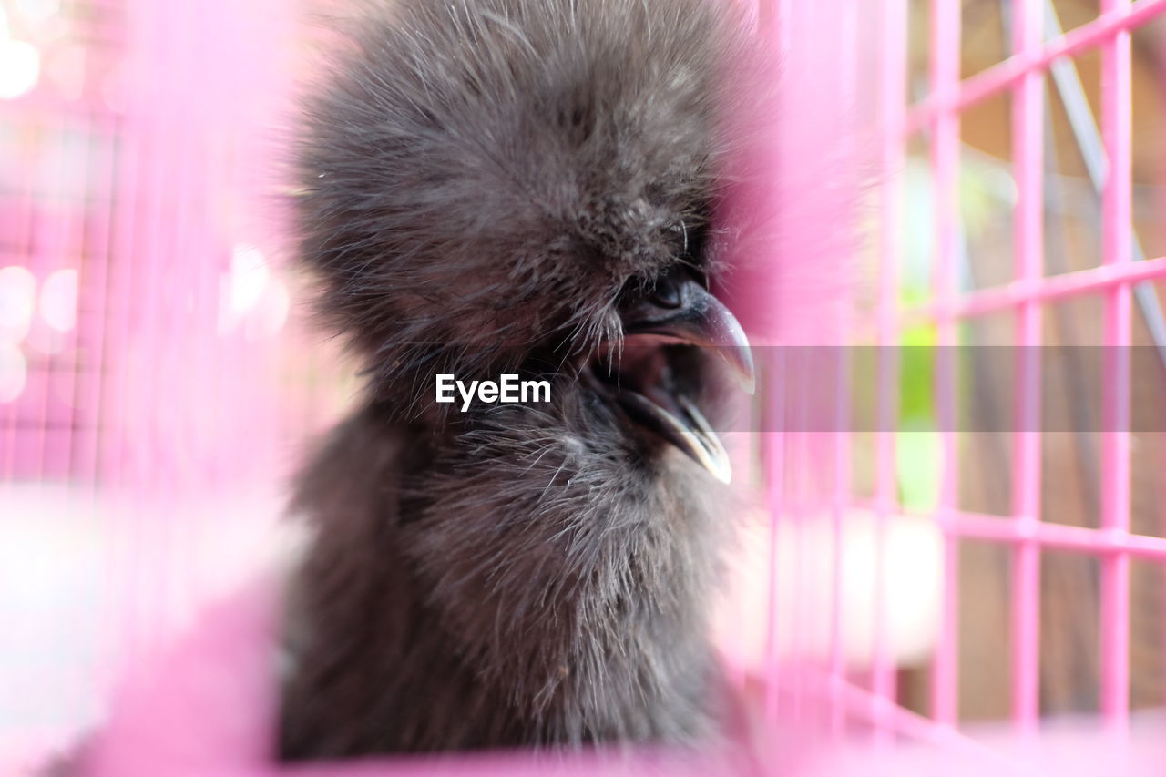 Close-up of chicken in cage