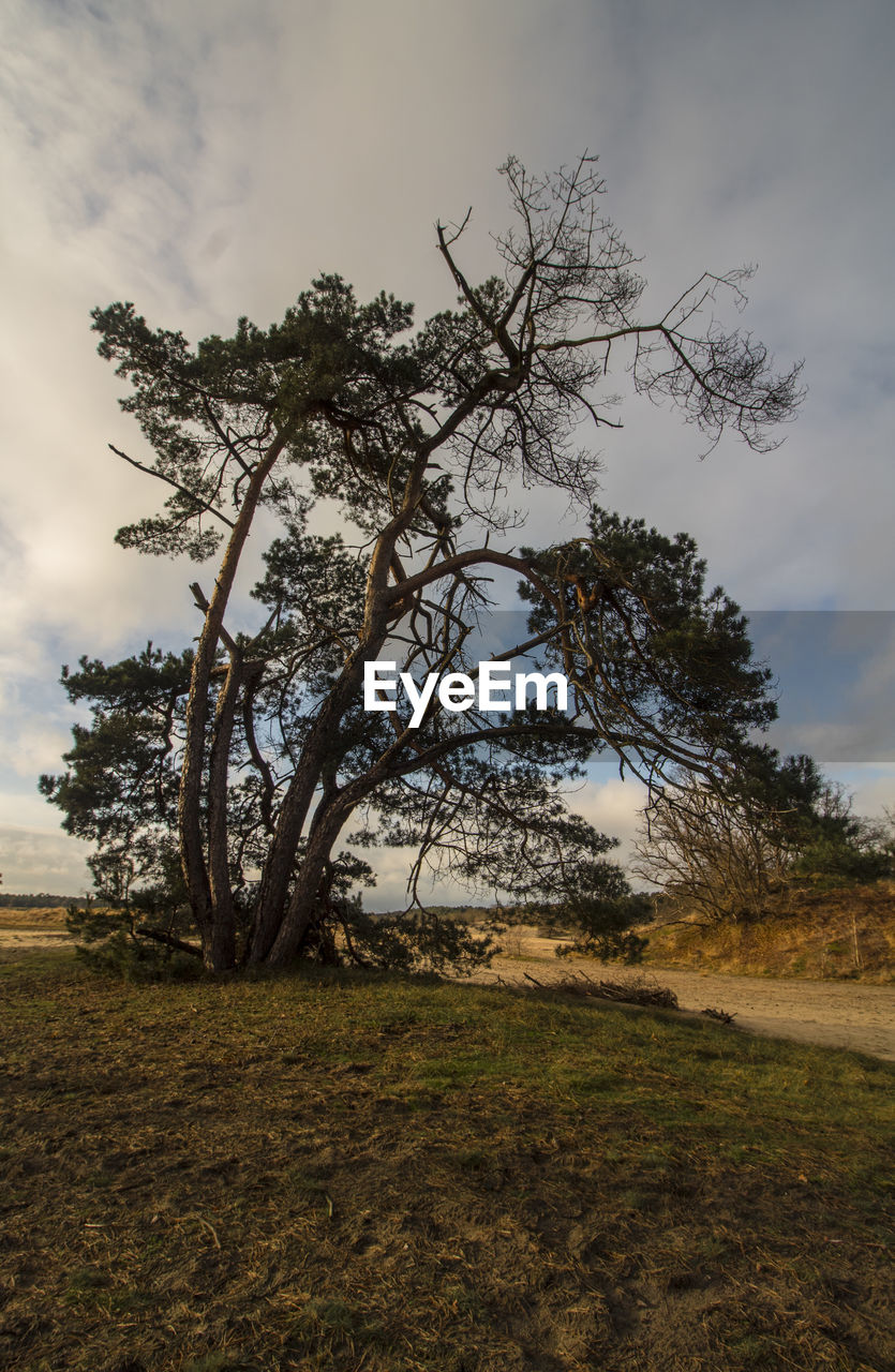 TREE IN FIELD