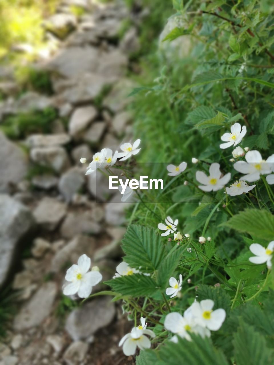 plant, flower, flowering plant, beauty in nature, freshness, nature, growth, fragility, white, close-up, day, no people, wildflower, plant part, flower head, green, leaf, petal, botany, focus on foreground, outdoors, inflorescence, springtime, high angle view, blossom, selective focus, land