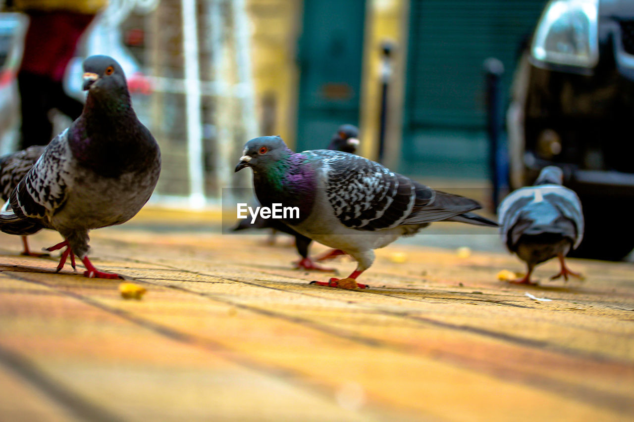 BIRDS PERCHING ON WOOD