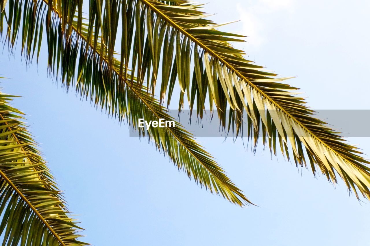 LOW ANGLE VIEW OF PALM TREE AGAINST CLEAR SKY