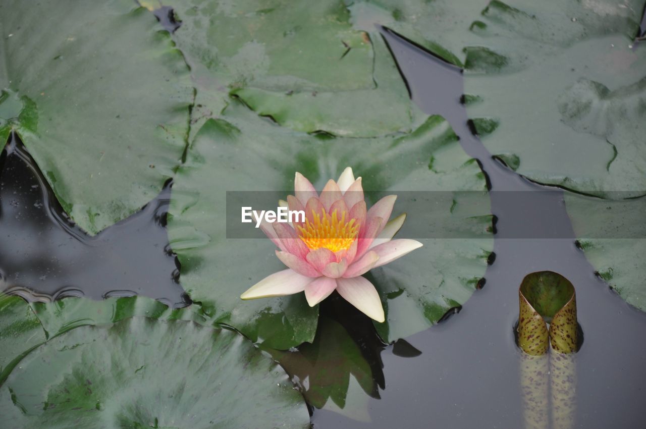 water lily, flower, pond, water, flowering plant, leaf, plant, plant part, lily, beauty in nature, floating on water, floating, lotus water lily, nature, freshness, aquatic plant, petal, flower head, inflorescence, green, fragility, pink, close-up, growth, no people, reflection, outdoors, proteales, high angle view, environment, underwater, social issues, sea, day, tranquility, botany, yellow, pollen, water plant