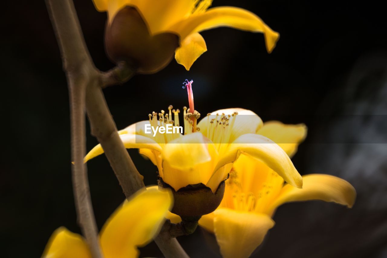 CLOSE-UP OF YELLOW FLOWER BLOOMING IN BLACK BACKGROUND