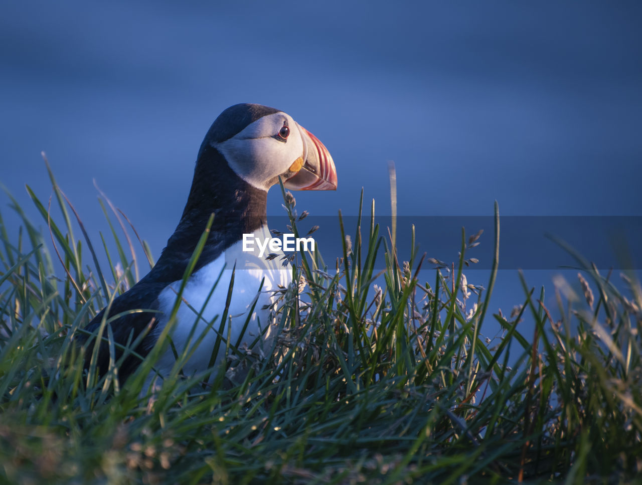 View of a bird on grass