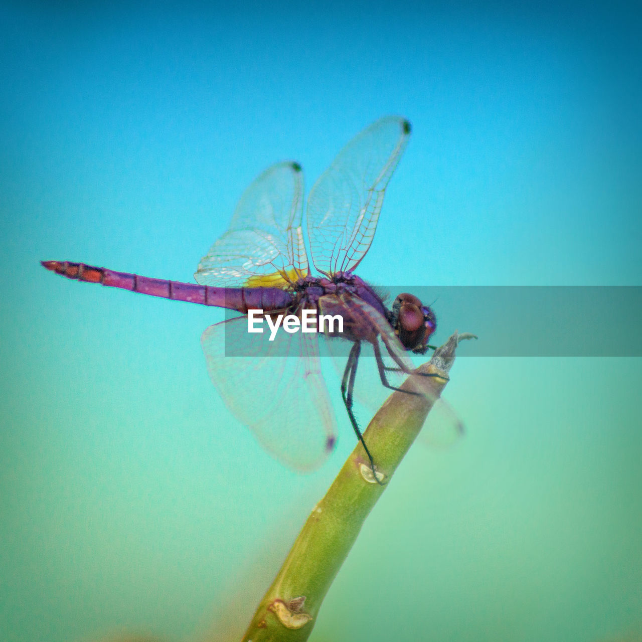 CLOSE-UP OF DRAGONFLY ON GROUND