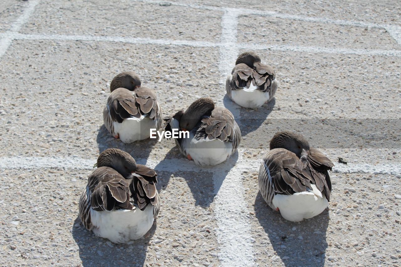 bird, high angle view, day, group of animals, water bird, animal themes, animal, duck, animal wildlife, wildlife, no people, nature, outdoors, sunlight, pigeon, beach