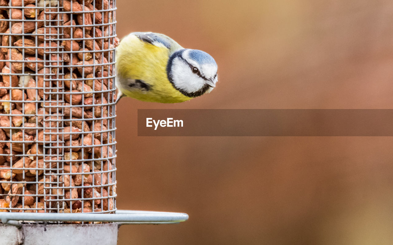 Close-up of bird perching on feeder