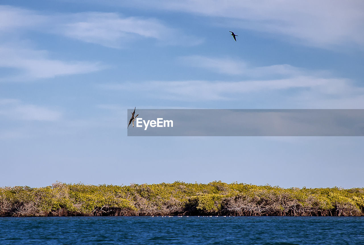 There is a large colony of magnificent frigatebirds found at adolfo lopez mateos in baja california