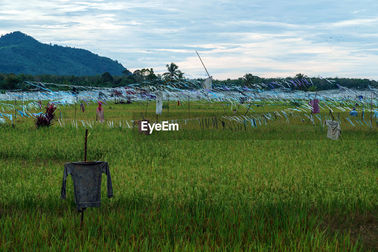 Scenic view of field against sky