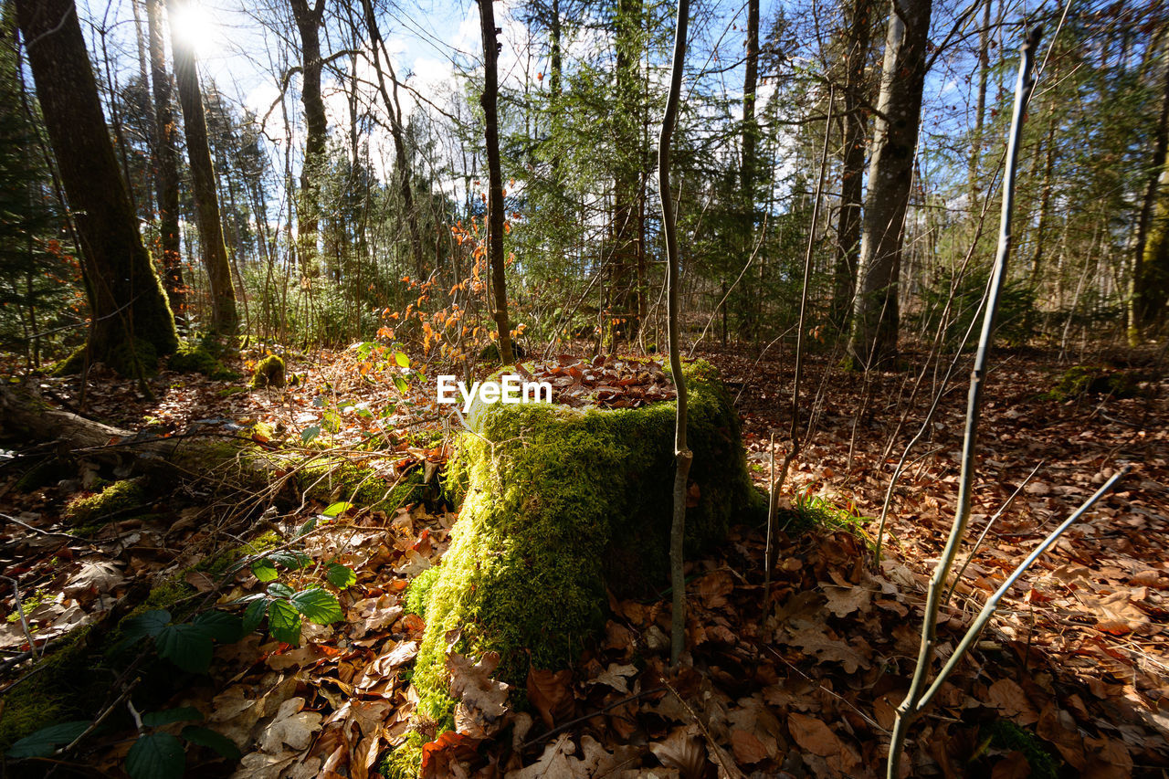 Trees in forest