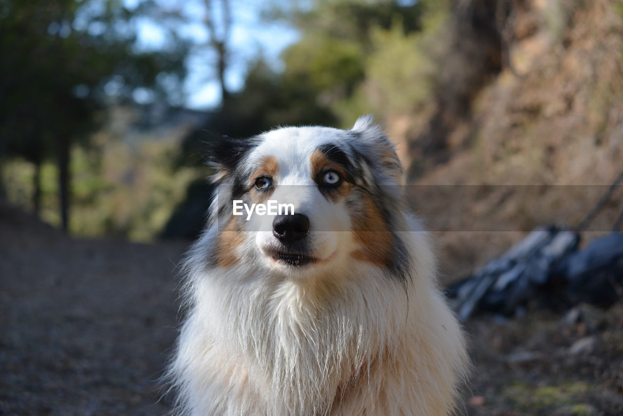 one animal, pet, dog, animal themes, canine, mammal, animal, domestic animals, border collie, animal hair, portrait, focus on foreground, no people, nature, looking, outdoors, cute, day, animal body part, looking at camera