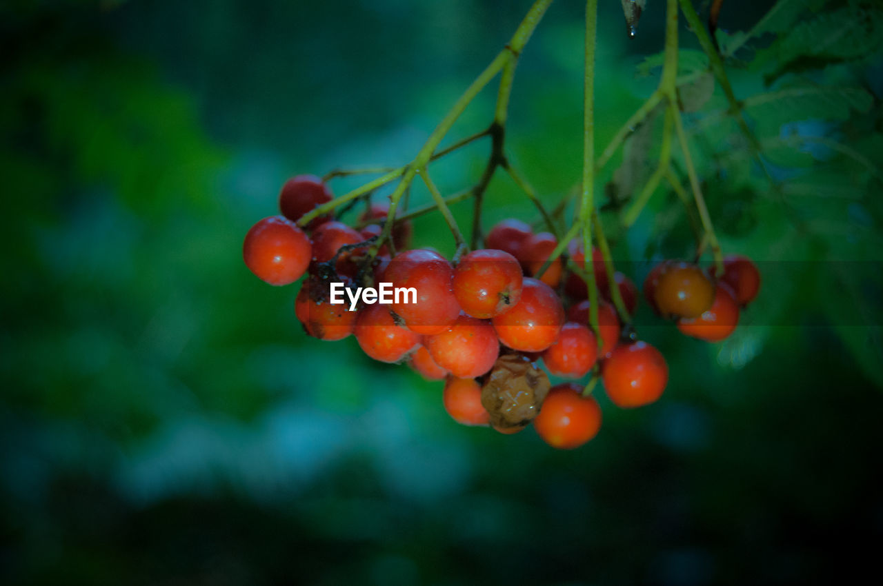 Close-up of red berries on tree