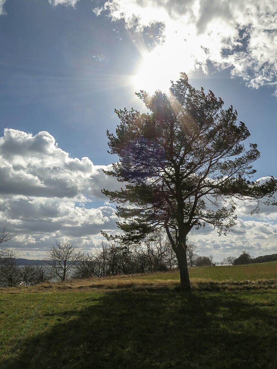 View of trees on grassy landscape