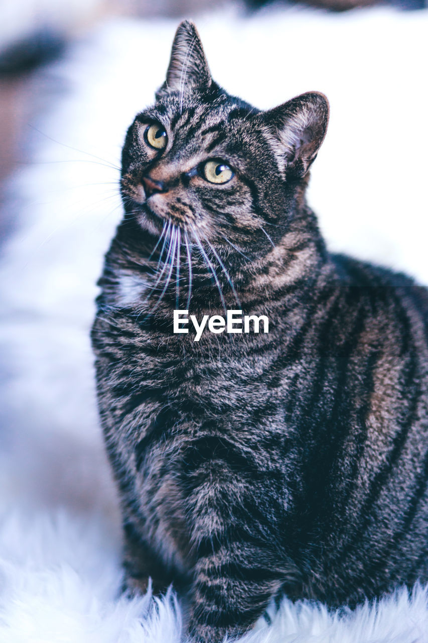 Close-up portrait of cat