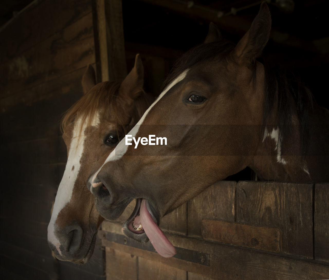 CLOSE-UP OF A HORSE IN THE STABLE