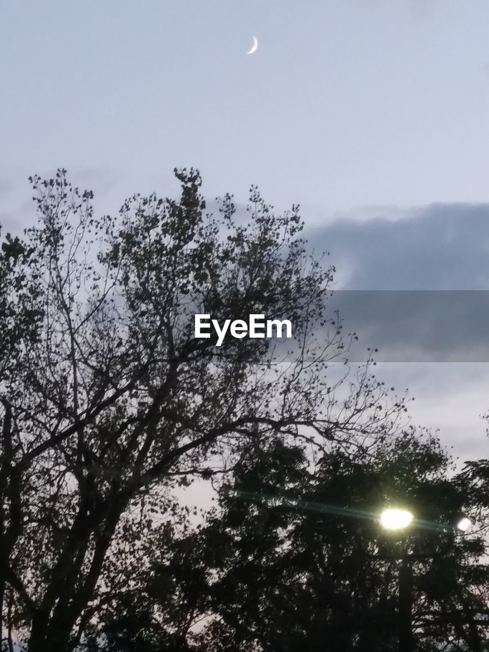 LOW ANGLE VIEW OF SILHOUETTE TREE AGAINST SKY AT DUSK