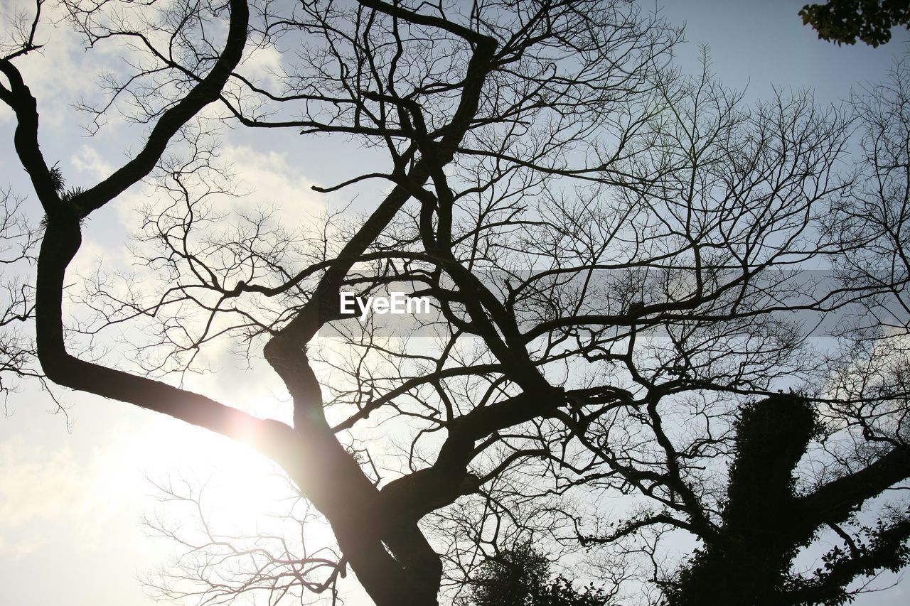 Sunlight passing through tree