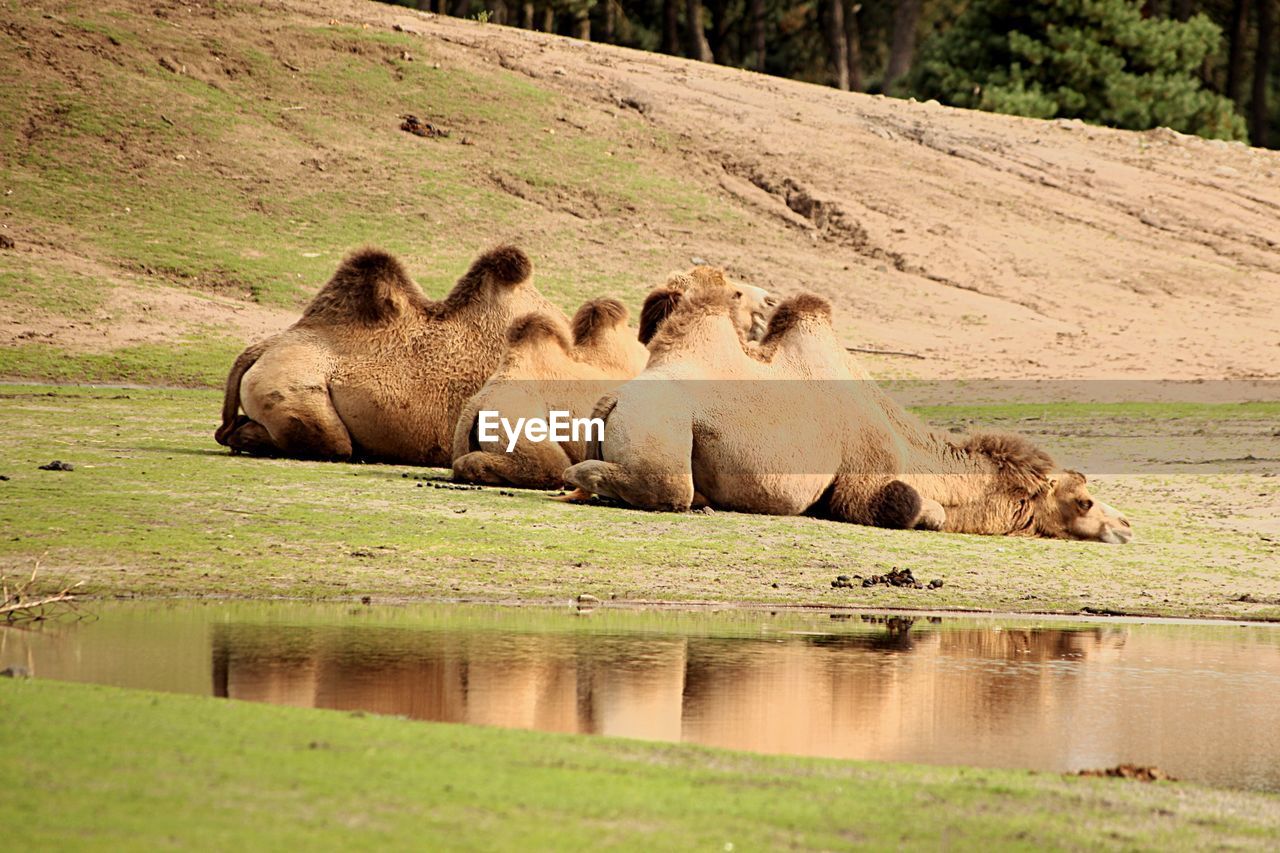 Camels relaxing by lake on field