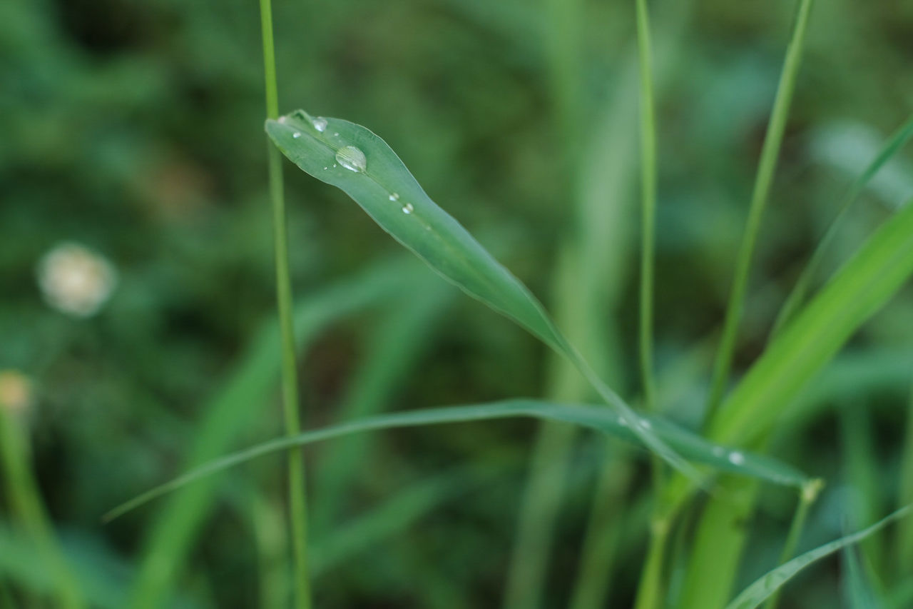 CLOSE-UP OF WATER DROPS ON GRASS OUTDOORS