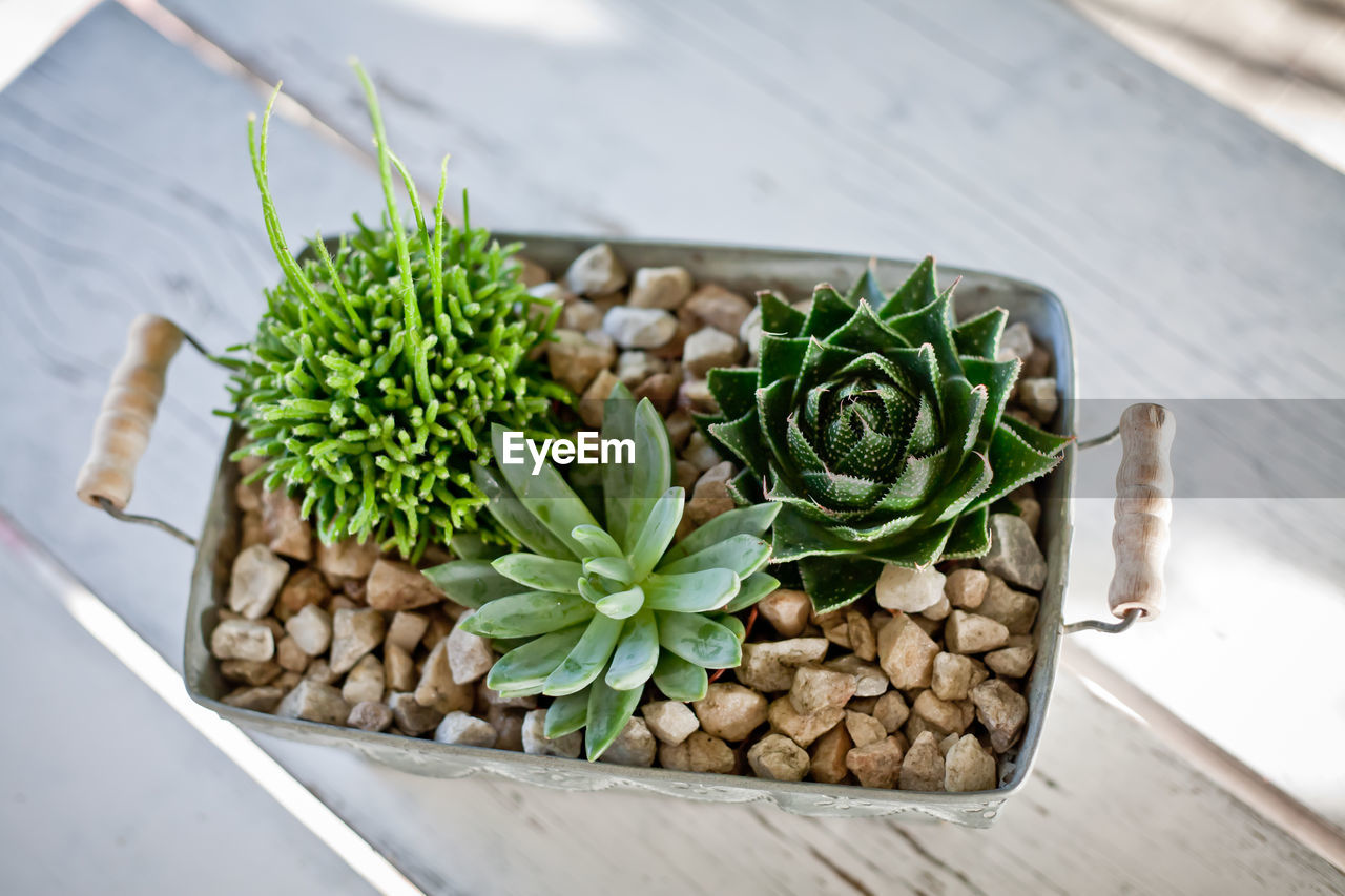 Succulents in pebbles and metal pot.