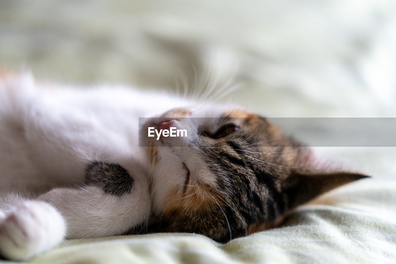 Close-up of a cat lying on bed