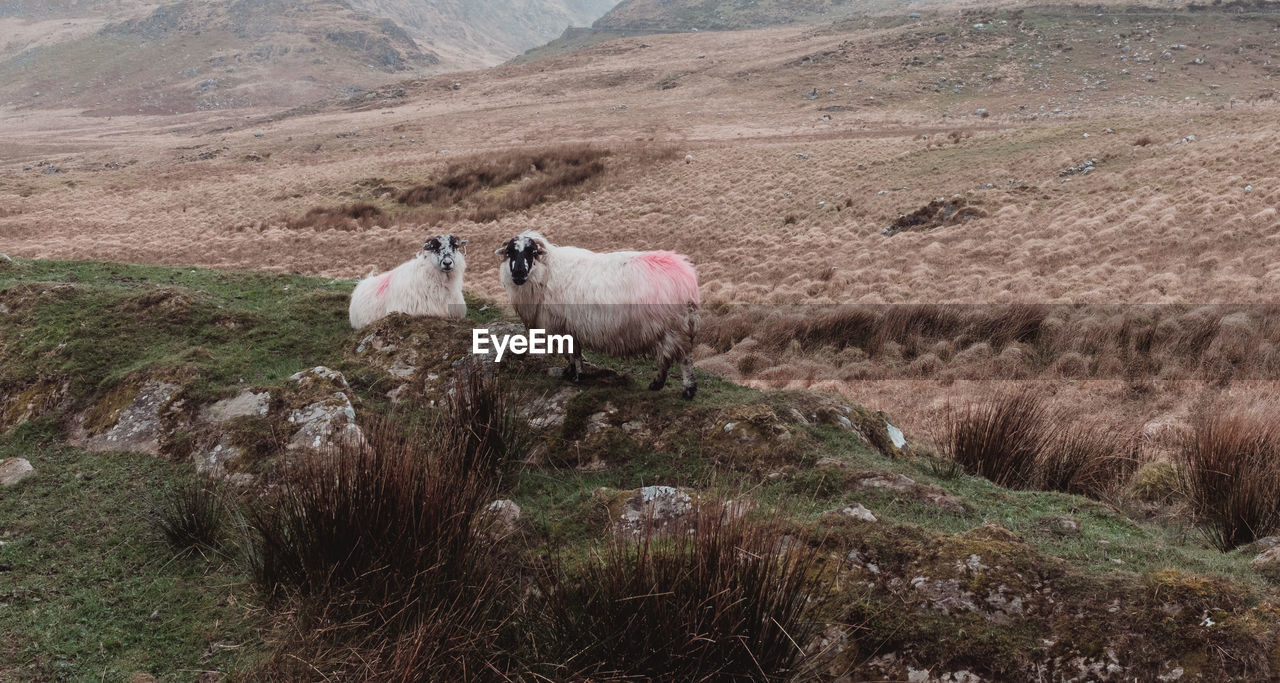 SHEEP STANDING ON FIELD AGAINST MOUNTAIN