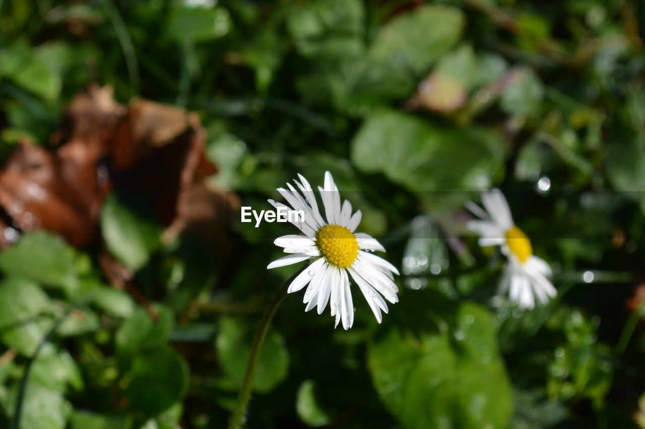 CLOSE-UP OF WHITE DAISIES