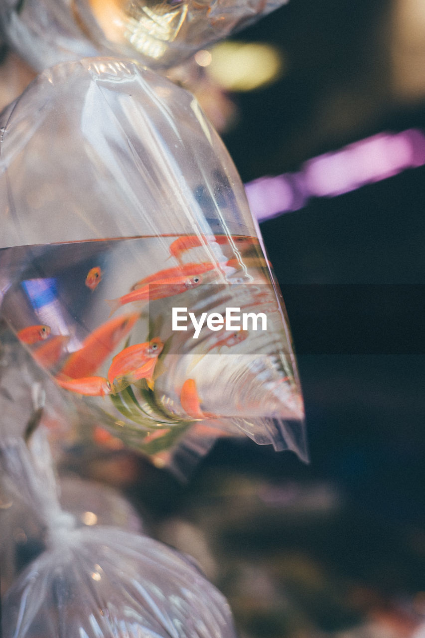 Close-up of goldfish in plastic bags