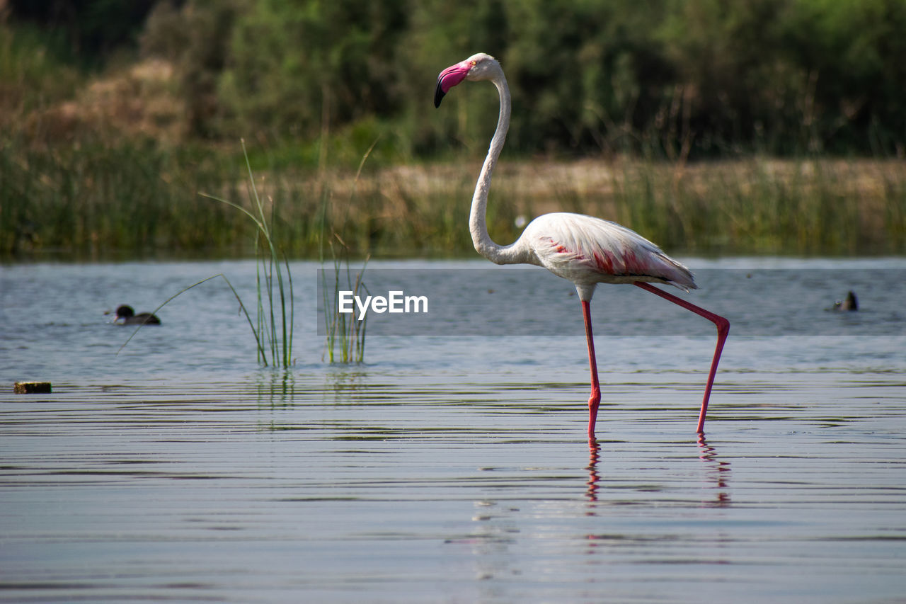 BIRD ON A LAKE