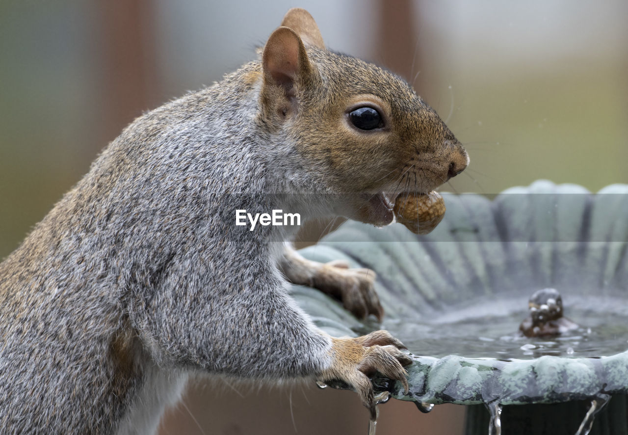 CLOSE-UP OF SQUIRREL EATING FOOD IN WATER