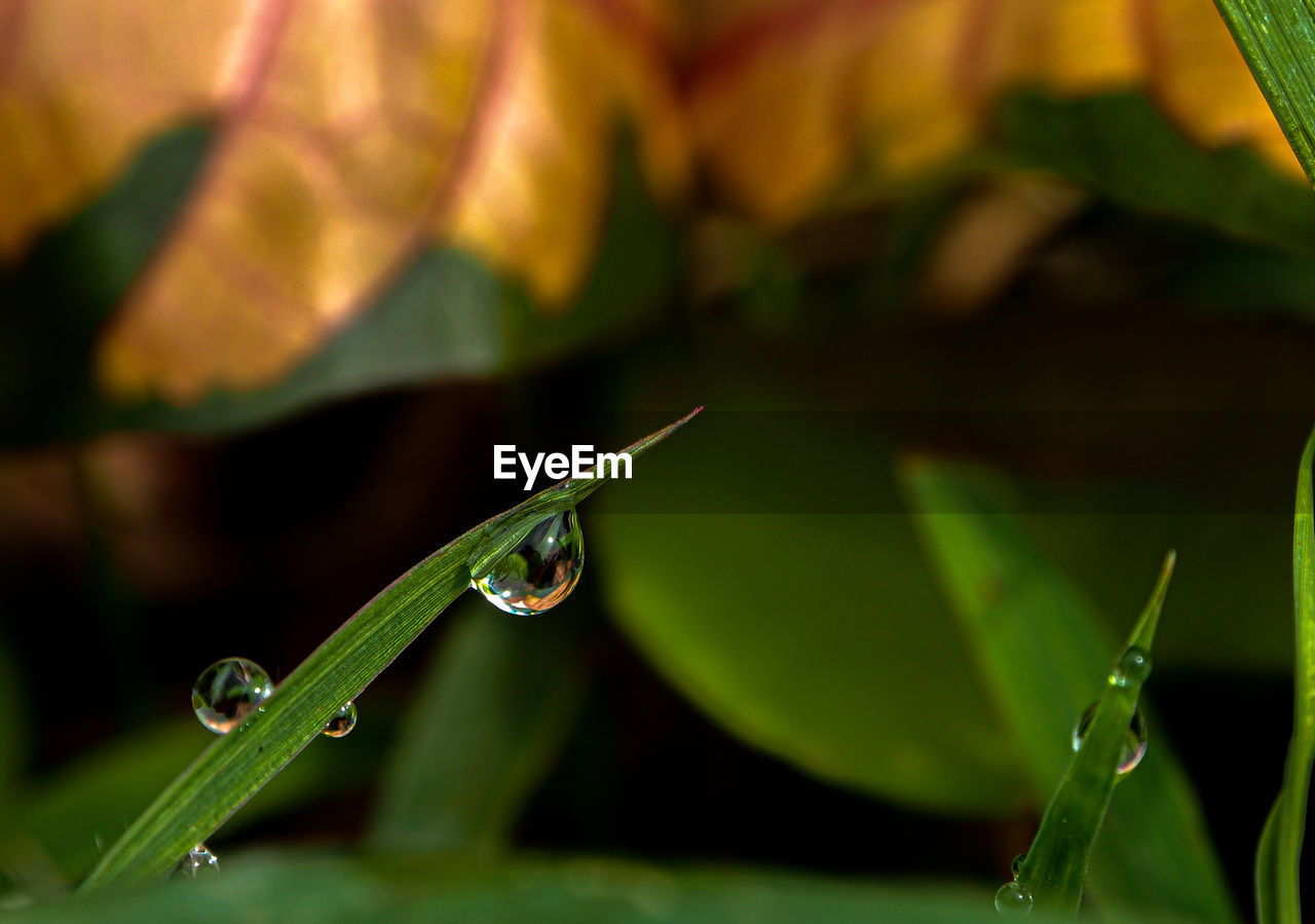 CLOSE-UP OF WATER DROPS ON LEAVES OF PLANT