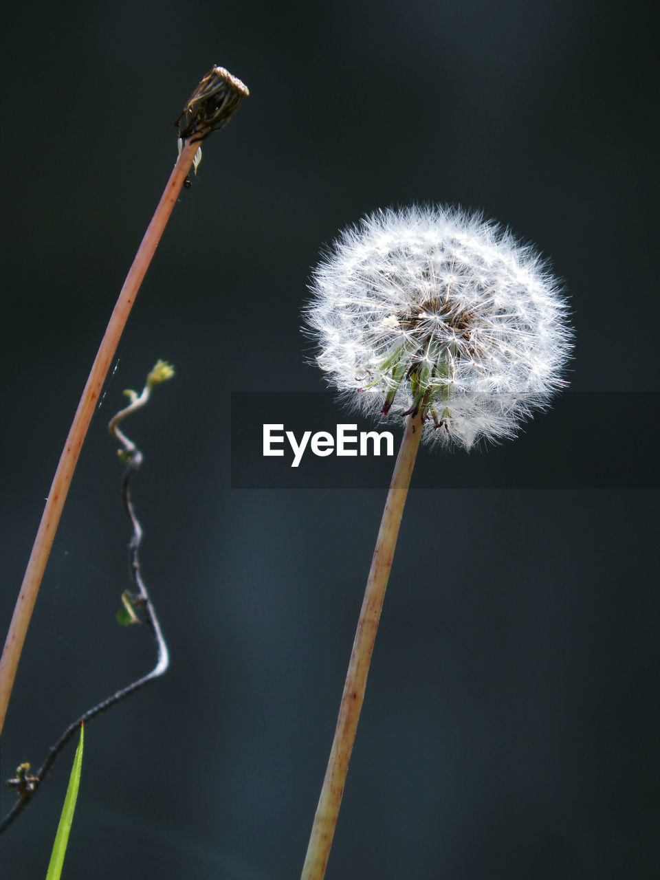 Close-up of dandelion flower