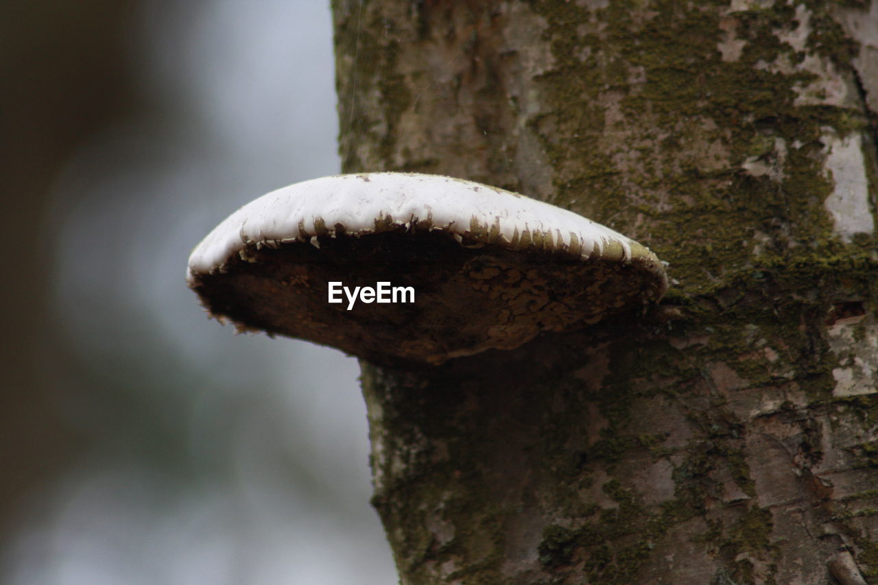 CLOSE-UP OF MUSHROOMS