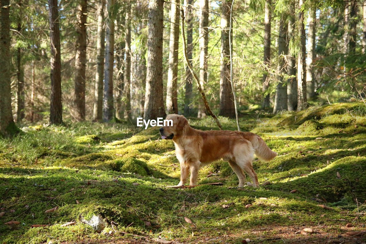 Side view of dog standing in forest