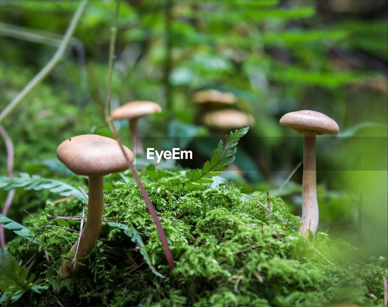 Close-up of mushrooms growing on field