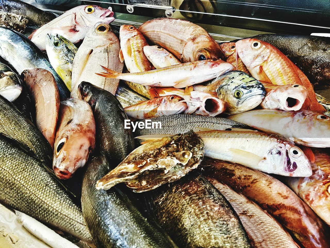 Close-up of fish for sale