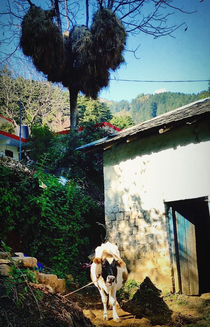 SHEEP ON TREE