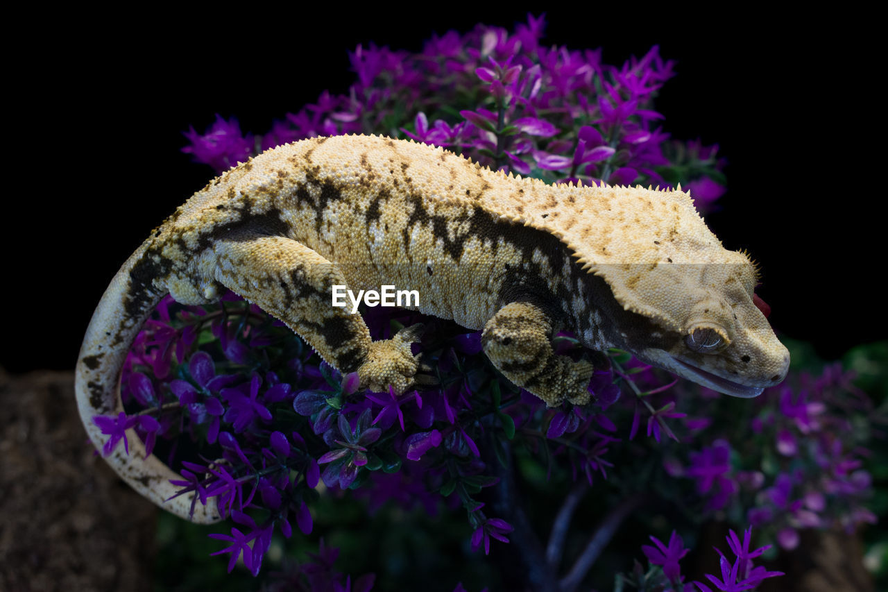 high angle view of lizard